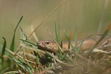 Blindschleiche (Anguis fragilis) am Dörnberg.