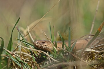 Blindschleiche (Anguis fragilis) am Dörnberg.