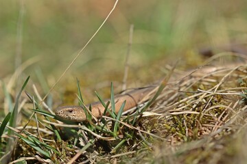 Blindschleiche (Anguis fragilis) am Dörnberg.