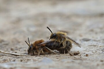 Paarung der Frühlings-Seidenbiene (Colletes cunicularius).
