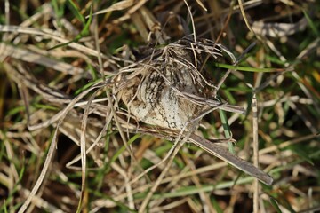 Kokon der Wespenspinne (Argiope bruennichi).im Frühling nach der Überwinterung