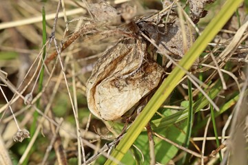 Kokon der Wespenspinne (Argiope bruennichi).im Frühling nach der Überwinterung