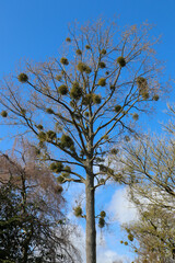 Mistletoe hemiparasitic plant on host poplar tree. Evergreen shrub in the order Santalales. Botanic Gardens, Dublin, Ireland