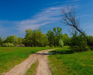 Dirt road in the meadow against the backdrop of deciduous forest trees on a sunny day.