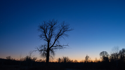 dark silhouette of a huge single tree against the sky during sunset in the wilderness.