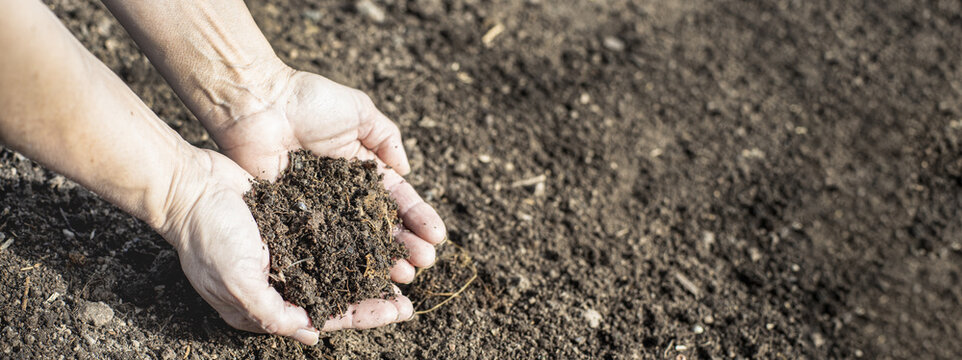 Fresh compost soil in two hands with space for text.  Organic farming.