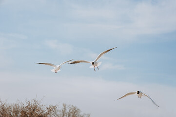 Beautiful large white seagulls fly, soar in the blue sky against the background of clouds and trees in spring, summer.