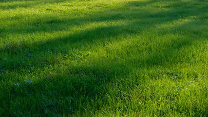 Obraz na płótnie Canvas Green grass in sunlight on a meadow in the evening.
