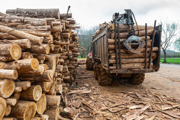 pila de árboles cortados al lado de una máquina apiladora