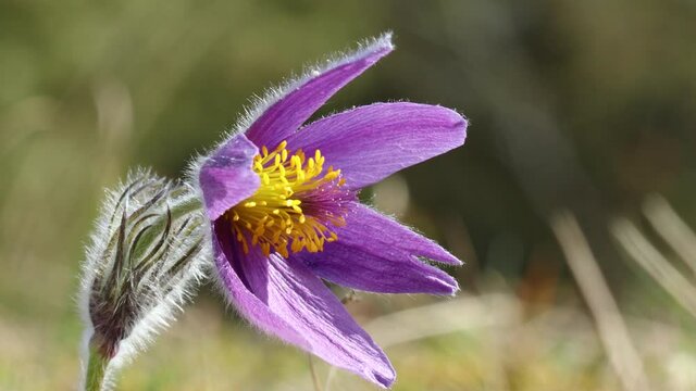 Gew&ouml;hnliche K&uuml;chenschelle (Pulsatilla vulgaris) am D&ouml;rnberg