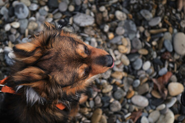 Walk with mix breed dog in fresh air in nature. Portrait of charming fluffy brown and white mongrel...