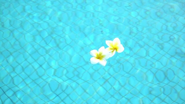 Two white frangipani bugenvilia flowers on the blue water sweeming pool. Concept for tropical vacation. Full HD video footage