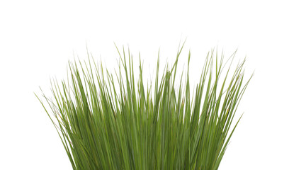 Close up green long grass isolated on a white background
