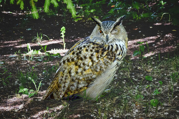 Motley owl hiding from the bright summer sun