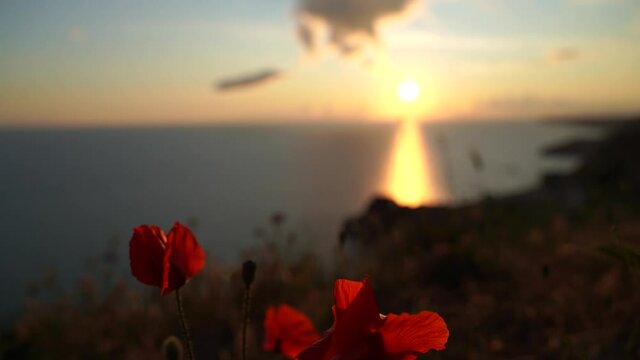 The poppy blooms by the sea at sunset. Rocks and sea in the background.