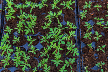 seedlings in cassettes and boxes, taken in a greenhouse at the end of March