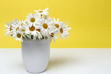 Fresh daisy flowers on colorful backgrounds