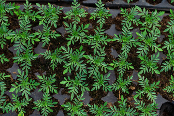 seedlings in cassettes and boxes, taken in a greenhouse at the end of March