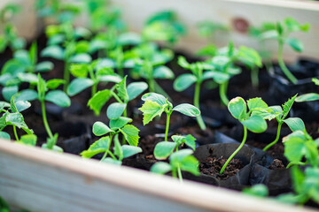 seedlings in cassettes and boxes, taken in a greenhouse at the end of March