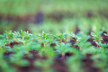 seedlings in cassettes and boxes, taken in a greenhouse at the end of March