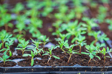 seedlings in cassettes and boxes, taken in a greenhouse at the end of March