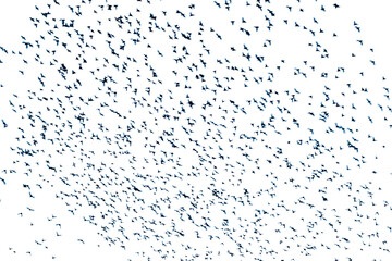 large flock of starlings on a white background, separated on white