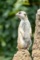 Fototapeta premium Meerkat that patrols erected on guard