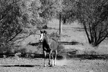 Fototapeta na wymiar Horse running through Texas farm field in rural landscape.