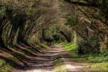 A Pathway through a Tunnel of Trees, in Halnaker, West Sussex