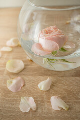 Rose in glass of water
