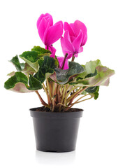 Pink violet with leaves in a pot.