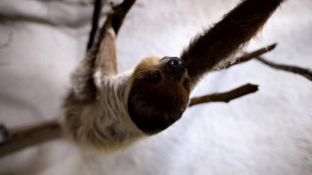 Two toed sloth climbing along branch slow motion