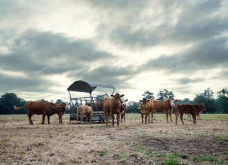 Trockenheit - Dürre, Kühe und Rinder auf einer verdorrten Weide, landwirtschaftliches Symbolfoto.