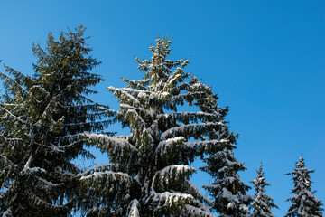 Tannenbaum Schnee Himmel