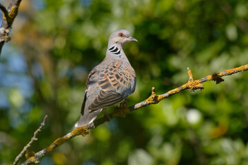 European Turtle Dove (Streptopelia turtur) - Pyrenees-Orientales, France