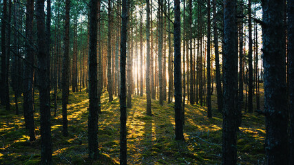 Obraz premium Pine forest with sunbeams