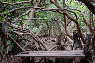 Fortune faces in the woods. Branches of trees art in the forest.