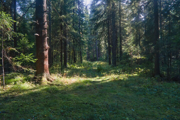Summer landscape in a coniferous forest on a sunny day.