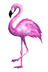 Pink watercolor flamingo on white background, isolated. Pink bird.