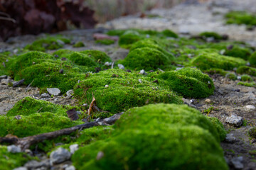 bright green moss covering rocks in the wild