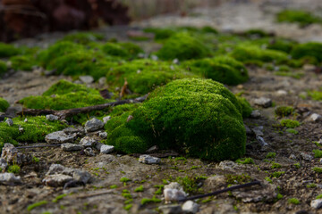 bright green moss covering rocks in the wild