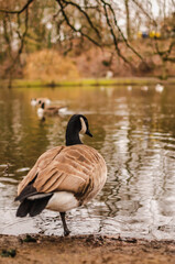 bird Canadian goose stands in the park