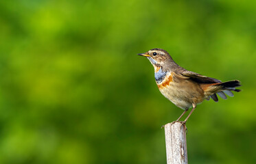Fototapeta premium Bluethroat. The bluethroat is a small passerine bird that was formerly classed as a member of the thrush family Turdidae, but is now more generally considered to be an Old World flycatcher.