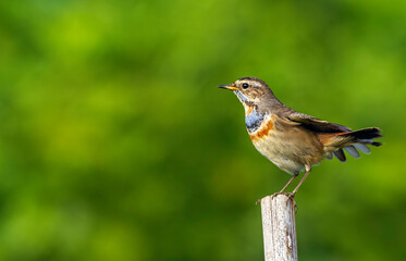 Bluethroat.
The bluethroat is a small passerine bird that was formerly classed as a member of the thrush family Turdidae, but is now more generally considered to be an Old World flycatcher.