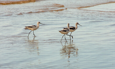 Gaviotas