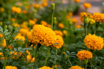 Blooming yellow tagetes erecta, African marigold, Mexican marigold or Aztec Marigold in a small garden in golden evening light.