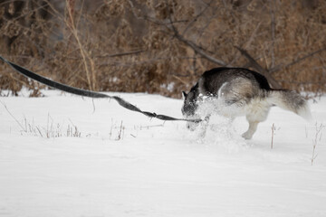 The Siberian husky dog runs and jumps in the street through the snow. Active pet on a leash in winter on the street. Funny dog in an unusual pose runs and jumps on a walk. Funny animals.
