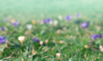 defocused nature spring background of green grass and wildflowers