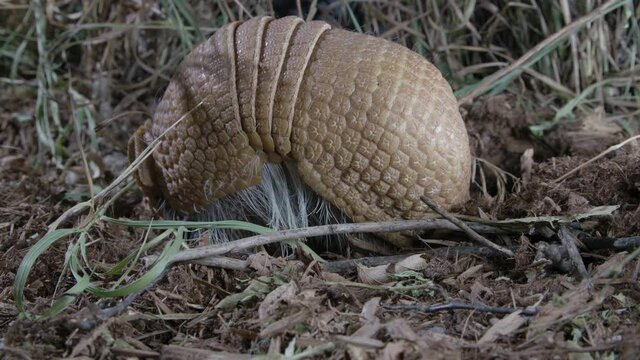 Armadillo foraging for food in grass and dirt