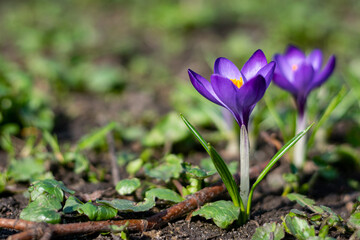 Purple crocus flower witch copyspace